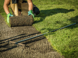 Turf-Conversion