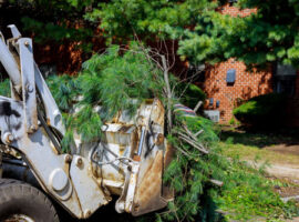 plant-Remove