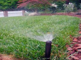post-irrigation post-irrigation